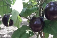 গফরগাঁওয়ের লাফা বেগুনের স্বাদ ও গন্ধ অতুলনীয়