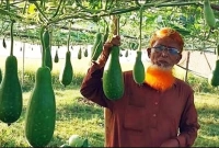 ‘লাল তীর জায়না’ জাতের লাউ চাষ করে সফলতা