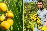 চায়না ঝুড়ি জাতের কমলা চাষে স্বাবলম্বী হওয়ার স্বপ্ন