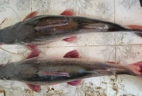 ৪২ হাজার টাকায় বিক্রি হলো মাছ দুইটি!