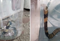 বিষধর গোখরা সাপ ধরে বয়ামে ভরে রাখলেন এক শিক্ষক! বিষধর গোখরা সাপ ধরে বয়ামে ভরে রাখলেন এক শিক্ষক!