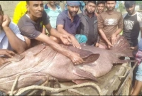 মাছটির ওজন ২১০ কেজি!