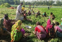 নতুন আলুর কেজি ৪০ টাকা, হাসি নেই চাষিদের মুখে