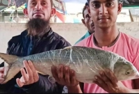 নদীতে এত বড় সাইজের ইলিশ!
