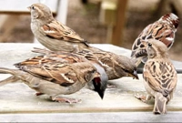 চড়ুই পাখি খাওয়া কি হালাল? হারাম বস্তুর বিষয়ে যা বলা আছে কোরআনে