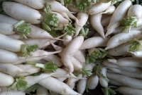 মূলার কেজি ২ টাকা! অনেকে গরু ছাগলকে খাওয়াচ্ছেন মূলার কেজি ২ টাকা! অনেকে গরু ছাগলকে খাওয়াচ্ছেন