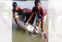 ধরা পড়ল ৮৫ কেজি ওজনের বাগাড় মাছ