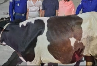 এই ঘৃণ্য কাজটি করতেন নারী দিয়ে, গরু সহ হাতেনাতে ধরা ৩