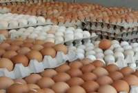 জানেন, পাকিস্তানে এক ডজন ডিমের দাম কত? অবাক হবেন