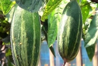 পটলের ইংরেজি নাম কি? জানেন না অনেকেই