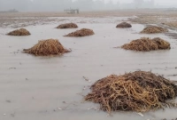 বৃষ্টিতে তলিয়ে গেছে কৃষকের আলু জমি!