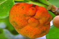 ডেউয়া ফল খাওয়ার ৮ উপকারিতা