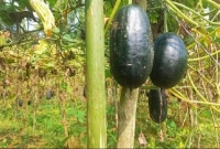 খরচ হয়েছে ১৮ হাজার টাকা আর আয় হবে লাখ লাখ টাকা