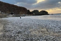 সৈকতে ভেসে এলো হাজার হাজার টন মরা মাছ