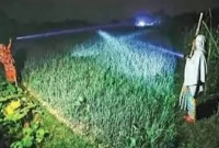 রাত জেগে পেঁয়াজ ক্ষেত পাহারা!