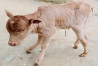 অদ্ভুত এক বাছুরের জন্ম হলো কাপাসিয়ায়, যা জানলে অবাক হবেন