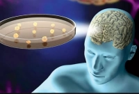 এবার কম্পিউটার তৈরি হলো মস্তিষ্কের কোষ দিয়ে! এটি যা করতে পারবে