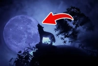  রাত্রিবেলায় শেয়াল বা নেকড়ে চাঁদের দিকে তাকিয়ে থাকে কেন?