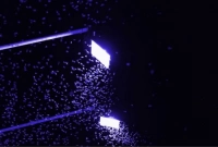 জানেন কেন বিষাক্ত পতঙ্গদের নীল রং ভীষণ প্রিয়?