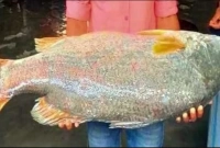 ২১ হাজার টাকা এই মাছটির দাম