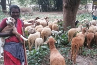 ‘এক-সময়-অন্যের-বাড়িতে-ঝিঁয়ের-কাজ-করেছি-এখন-আমার-খামারে-একশ-ভেড়া’