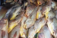 জেলের জালে একসঙ্গে ১৫৯ টি পোপা মাছ, ২ কোটি টাকা দাম জেলের জালে একসঙ্গে ১৫৯ টি পোপা মাছ, ২ কোটি টাকা দাম