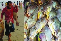 যত টাকায় বিক্রি হলো সেই ১৫৯ কালো পোয়া মাছ