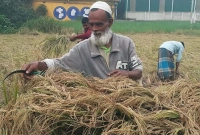 তিনি বীজ উৎপাদন করে অন্যের খাবারের যোগান দেন