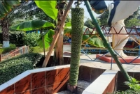 একটি কলা গাছে ৭ ফুট লম্বা ছড়িতে ধরেছে ২ হাজার কলা