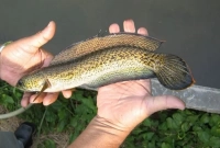 এই মাছের ১টার দাম ৯০ হাজার টাকা! কেন জানেন?