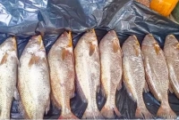 কেন এত দাম বাংলাদেশের এই পোপা মাছ