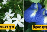 এই গাছে দিনে ফুটে রঙ্গিন ফুল আর রাতে সাদা! কিন্তু রঙ ভিন্ন হয় কেন?
