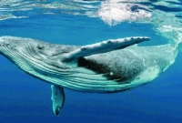 তিমির সঙ্গে কথা বলে নজিরবিহীন ঘটনা ঘটিয়েছেন বিজ্ঞানীরা