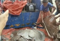 এক লাখ ৮ হাজার টাকায় বিক্রি হলো ১২টি শাপলা পাতা মাছ 