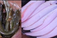 পেপে পাতা দিয়ে ঘসাঘষি ছাড়াই শিং মাছ পরিষ্কার করার কৌশল