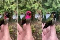 আশ্চর্য এক পাখি, ডানা ঝাপটাতেই বদলে যায় রঙ!