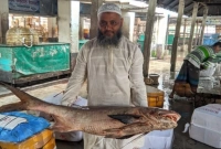 ৪৩ হাজার টাকায় বিক্রি এই তাইরা মাছটি