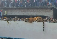 আমার ছেলে দৌড়ে এসে বলল, বাবা প্রাচীরে বাঘ বসে আছে