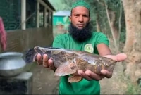 বিরল মার্বেল গোবি মাছ ধরা পড়েছে গাজীপুরে