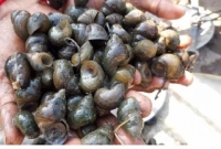 শামুক চাষে সম্ভাবনার নতুন দুয়ার!