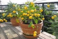 কোন কোন ফলের গাছ টবে লাগানো যায় তা জানেন কি?