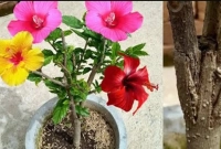  নানা রকমের ফুল এক গাছেই ফলানোর উপায়