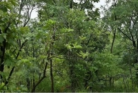 ছবিতে কি আছে? বের করতে পারলে আপনি সফল!