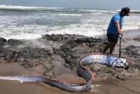 জাপানে ভূমিকম্পের পর এই মাছ নিয়ে কেন এত জল্পনা-কল্পনা, জানেন?