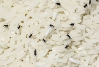 দারুণ কৌশল চালে পোকা ধরা দূর করার