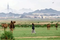   ৬০০ শতাংশ বেড়েছে মক্কায় গাছপালা, সবুজে ছেয়ে যাচ্ছে পুরো নগরী!