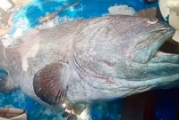 ২ লাখ ৬৫ হাজার টাকায় বিক্রি হলো মাছটি