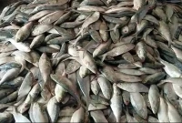 এক টানে জেলের জালে ধরা পড়েছে ৯২ মণ ইলিশ!