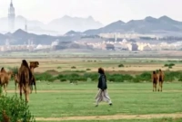  সবুজে ছেয়ে যাচ্ছে মরুভূমি, হাদিসে যা বলা হয়েছে!