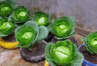  বাঁধাকপি চাষ করুন ছাদে, জানুন উপায়